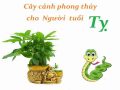 Những cây phong thủy tuổi Tỵ mang lại may mắn