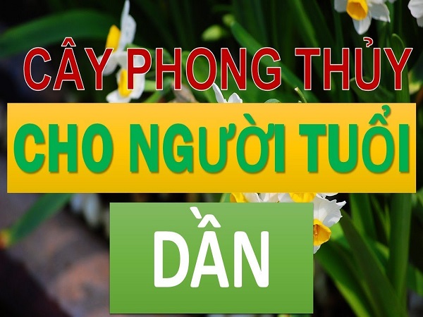 Những cây phong thủy tuổi Dần mang lại may mắn