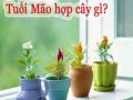 Những cây phong thủy tuổi Mão mang lại may mắn