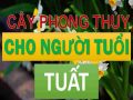 Những cây phong thủy tuổi Tuất mang lại may mắn