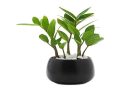 Khám phá tuổi, mệnh hợp và ý nghĩa của cây kim tiền trong phong thủy