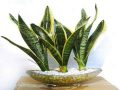 Tìm hiểu ý nghĩa của cây lưỡi hổ trong phong thủy