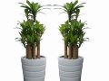 Cách trồng và ý nghĩa của cây phát tài trong phong thủy