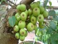 Nằm mơ thấy quả sung mang ý nghĩa gì, gợi ý số nào hên?