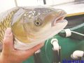 Nằm mơ thấy cá cá trắm đánh con gì chắc ăn nhất