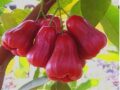 Nằm mơ thấy quả roi đánh con gì dễ trúng nhất