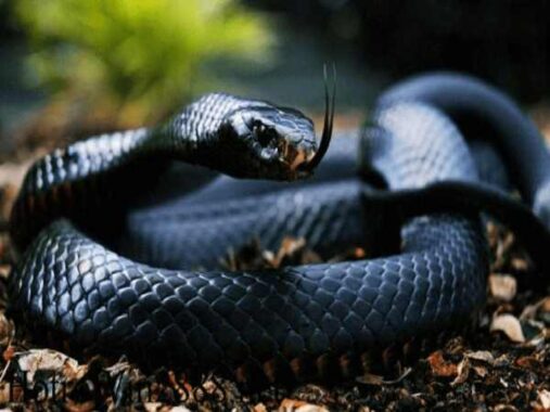 Mơ thấy rắn đen mang ý nghĩa gì? Đánh số mấy?