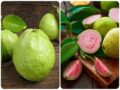 Ổi bao nhiêu calo? Ăn ổi có giảm cân hay không?