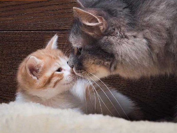 Mơ thấy mèo mẹ và mèo con đánh con gì trúng độc đắc?