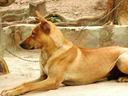 Nhìn thấy chó bắt rận cho nhau