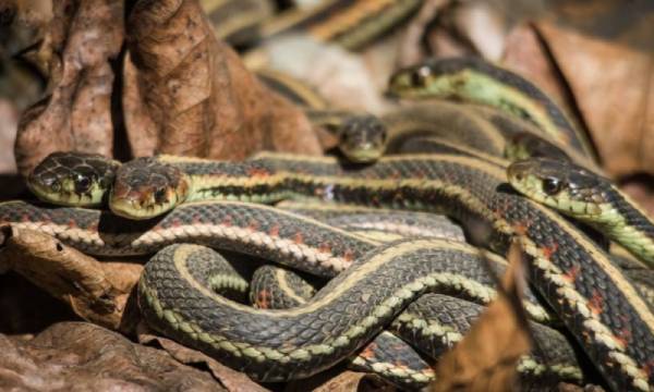 Ngủ mơ thấy nhiều rắn đang quấn lấy nhau