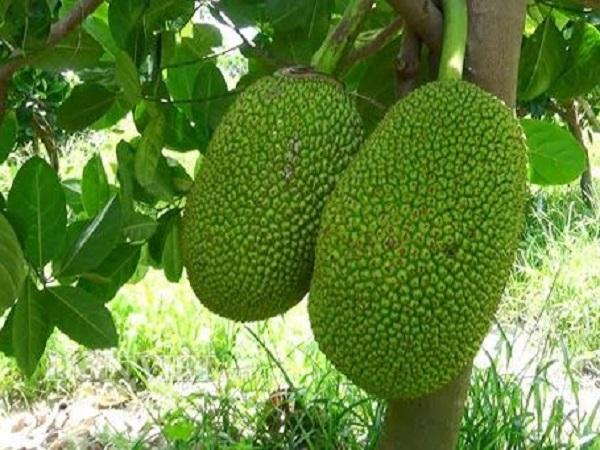 Chiêm bao thấy quả mít trên cây