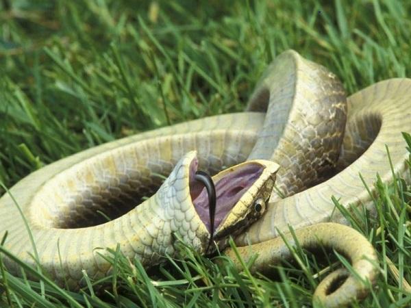 Một số trường hợp thường gặp khi chiêm bao thấy rắn chết