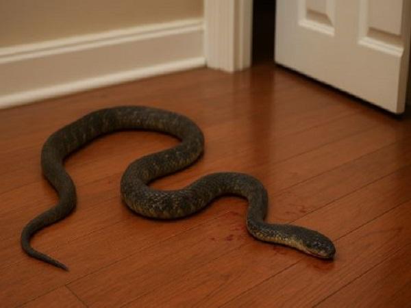 Nằm mơ thấy rắn chết trong nhà sống lại là điềm báo gì?