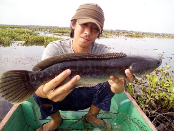 Mơ thấy bắt cá lóc Mơ thấy bắt cá lóc