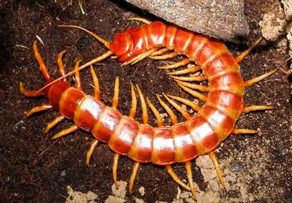 Mơ thấy bị rết cắn